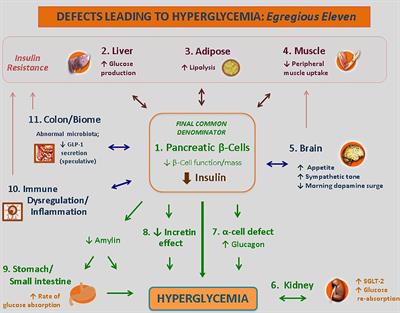 Gluco-regulation & type 2 diabetes: entrenched misconceptions updated to new governing principles for gold standard management